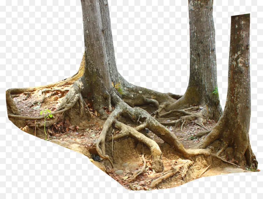 Raíces De Los árboles，árboles PNG