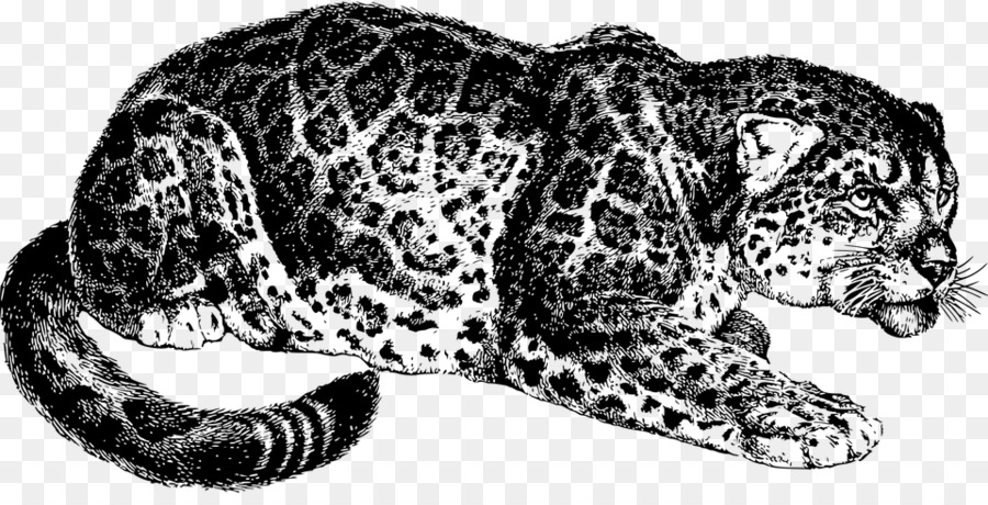 Leopardo，Salvaje PNG