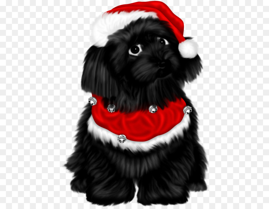 Schnoodle，Shih Tzu PNG