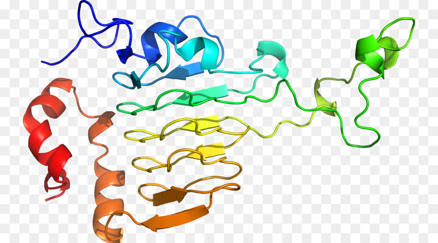 Estructura De La Proteína，Molécula PNG