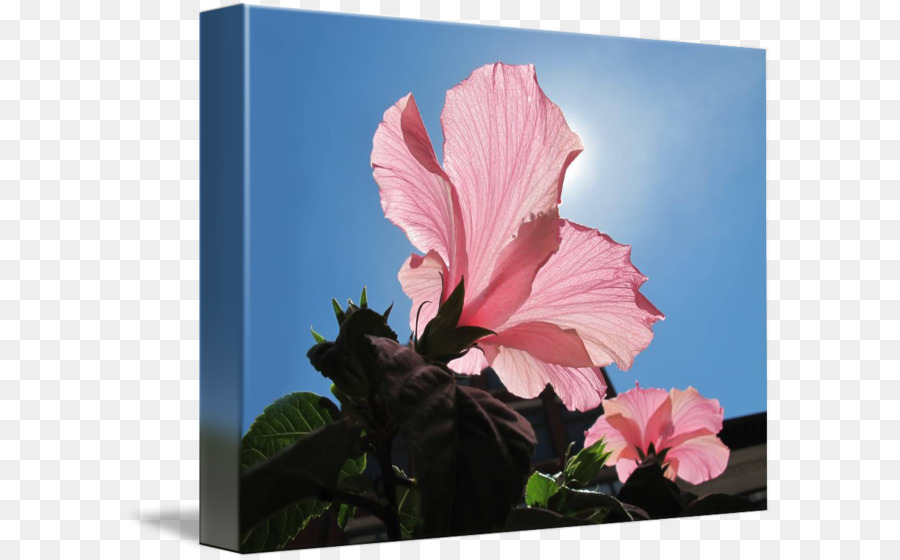 Flor Rosa，Hibisco PNG