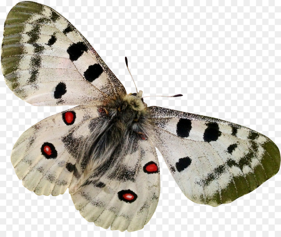 Mariposa，Insecto PNG