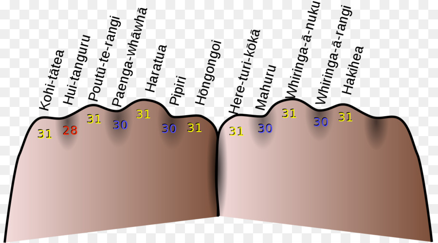 Nudillo Mnemónico，Calendario Gregoriano PNG