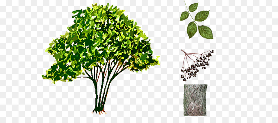 Hoja Vegetal，Hierba PNG