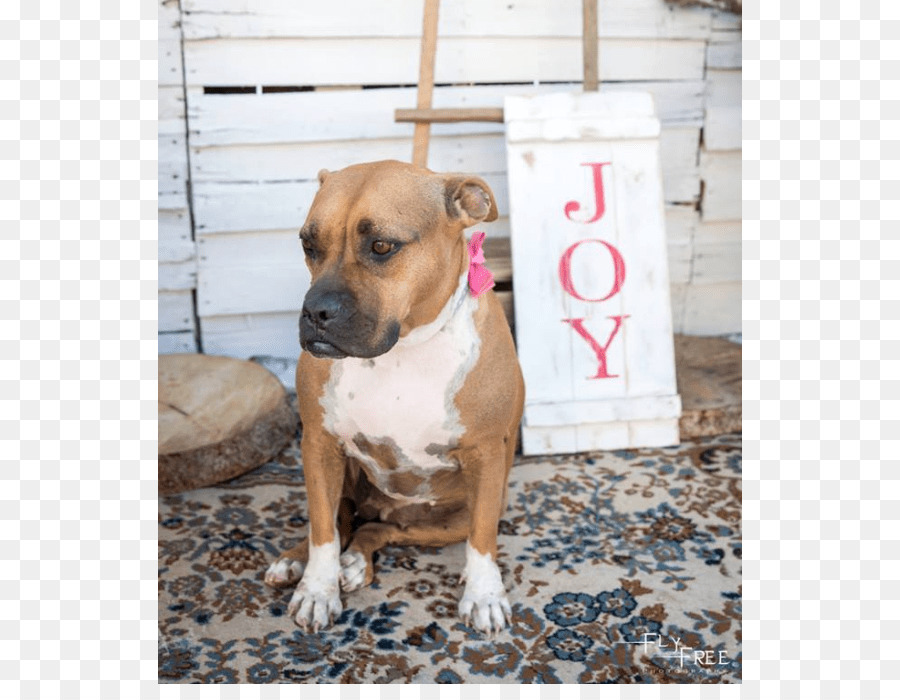 Staffordshire Terrier Americano，American Pit Bull Terrier PNG