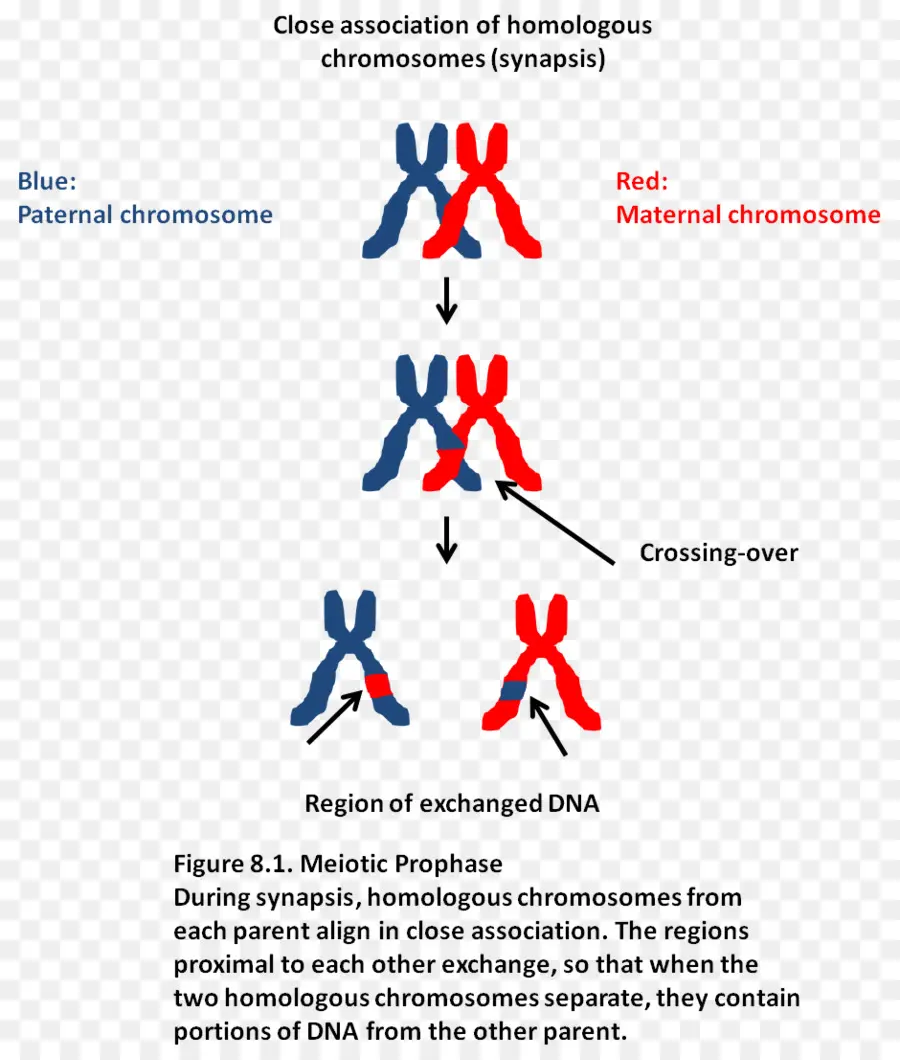 Synapsis，La Mitosis Y La Meiosis PNG