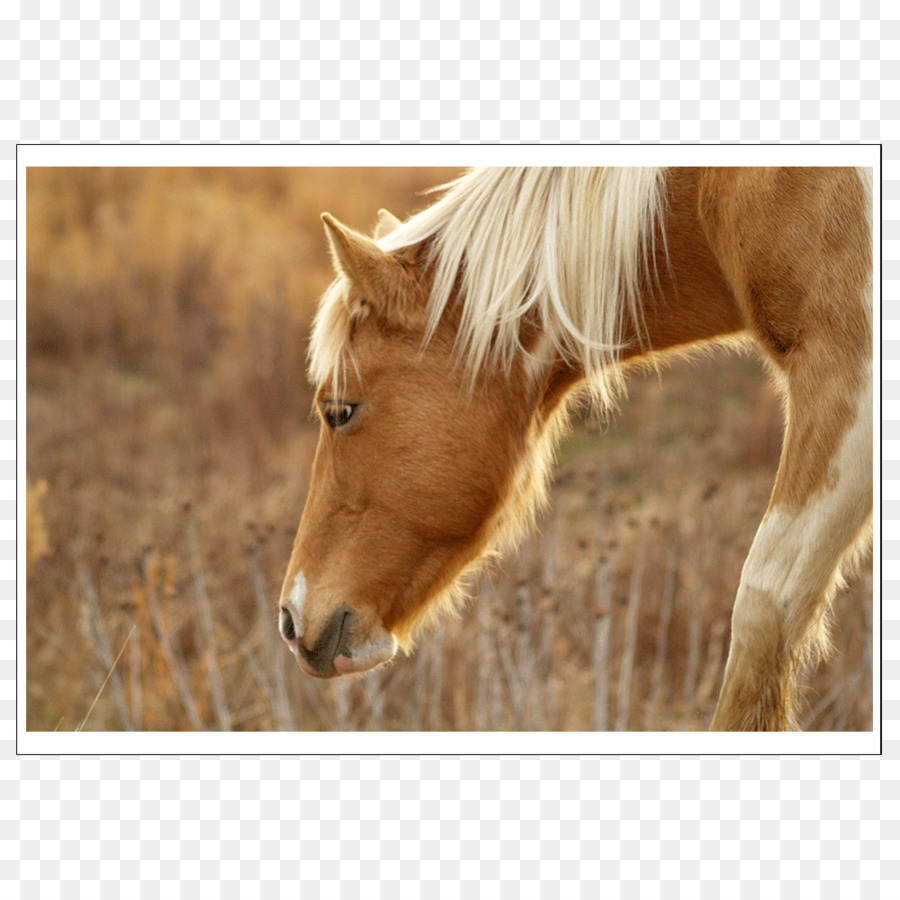 Caballo，Ecuestre PNG