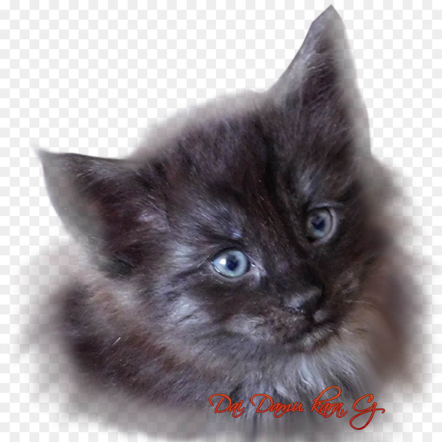 Maine Coon，Nebelung PNG