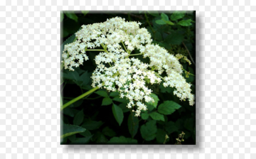 Viburnum Lentago，El élder PNG