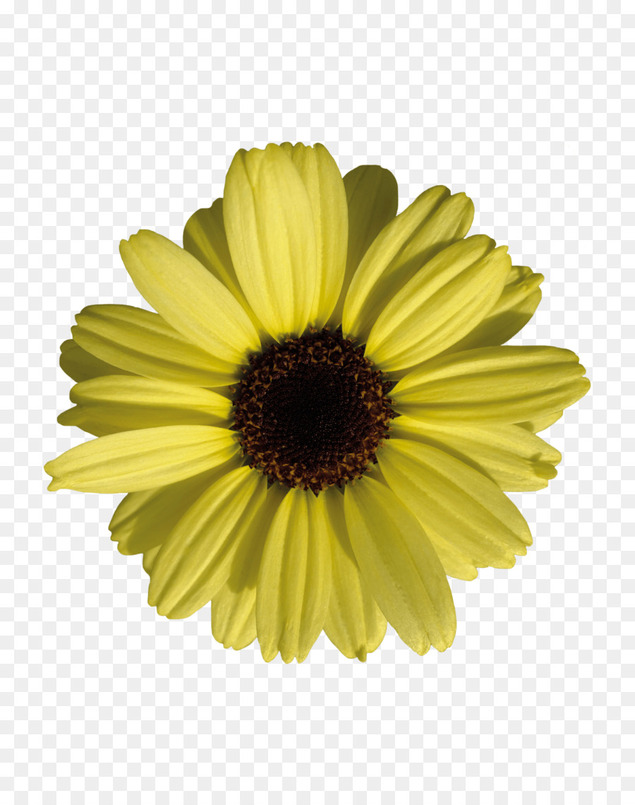 Común De Girasol，Flor PNG