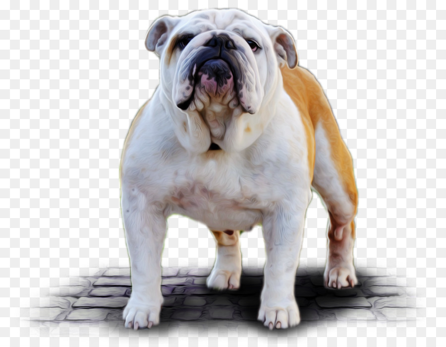 Buldog，Perro PNG