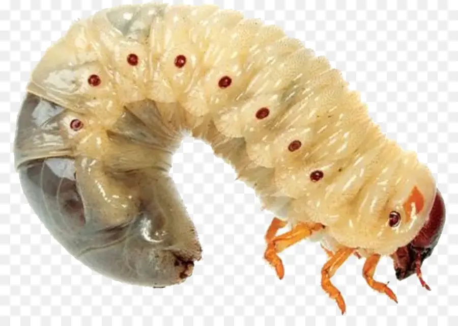 Larva，Comida PNG