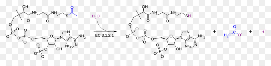 Estructura Química，Molécula PNG