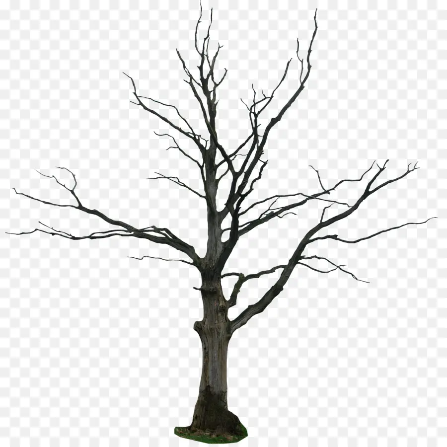 Dibujo，Árbol PNG