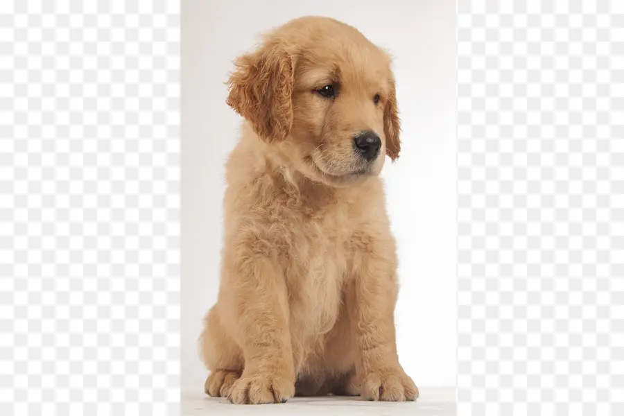 Golden Retriever，Goldendoodle PNG