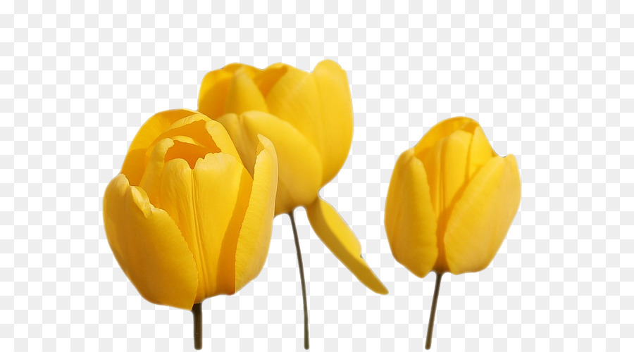 Tulip，Flor PNG