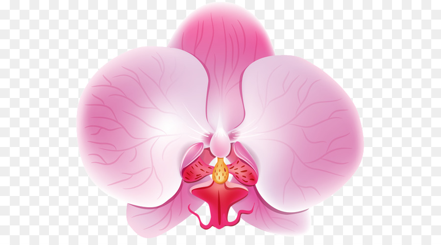 La Polilla De Las Orquídeas，Las Orquídeas PNG