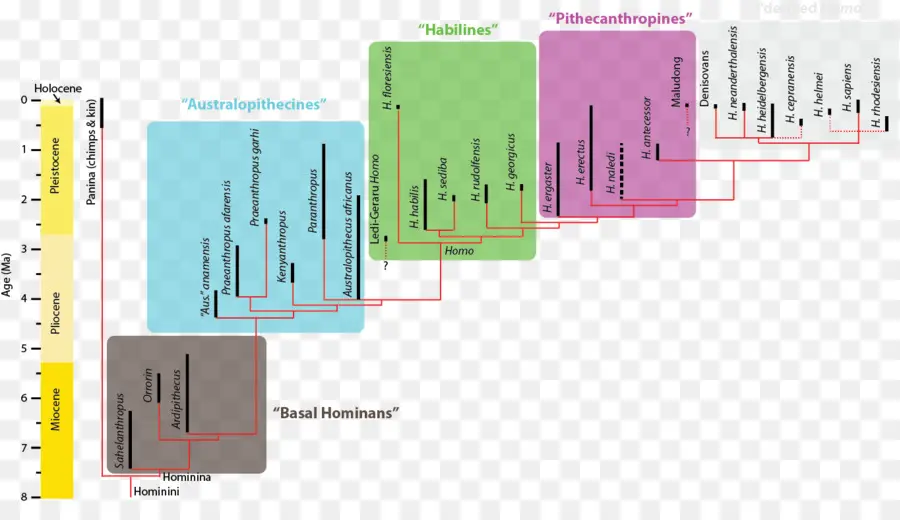 Gráfico De Evolución De Los Homínidos，Evolución PNG