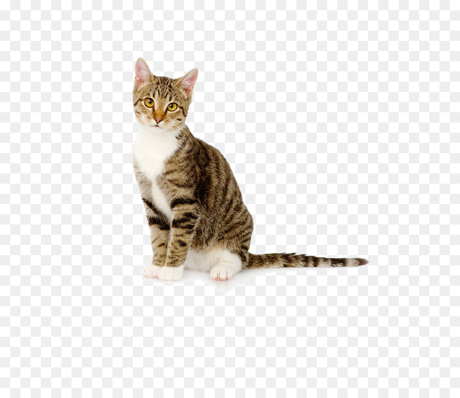 Gato De Bengala，Gatito PNG