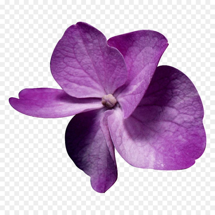 Flor，Florecer PNG