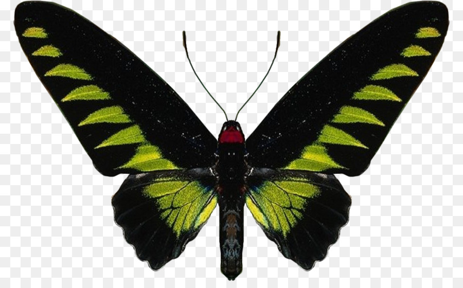 Mariposa Verde，Alas PNG