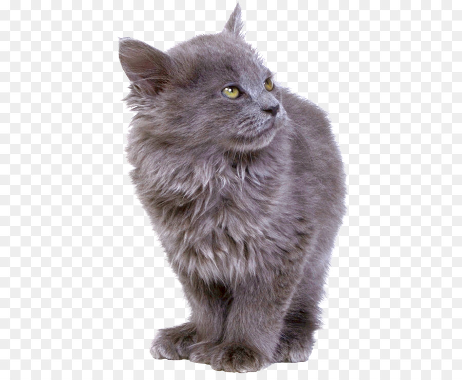 Semilonghair Asiático，Gato Siberiano PNG