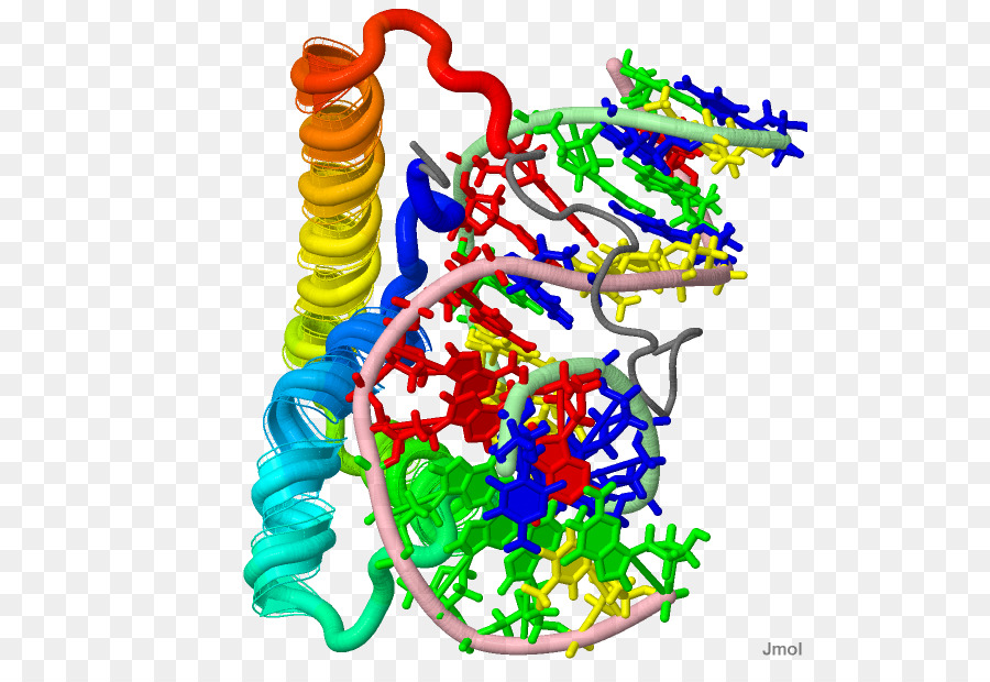 Tcflef Familia，Factor De Transcripción PNG