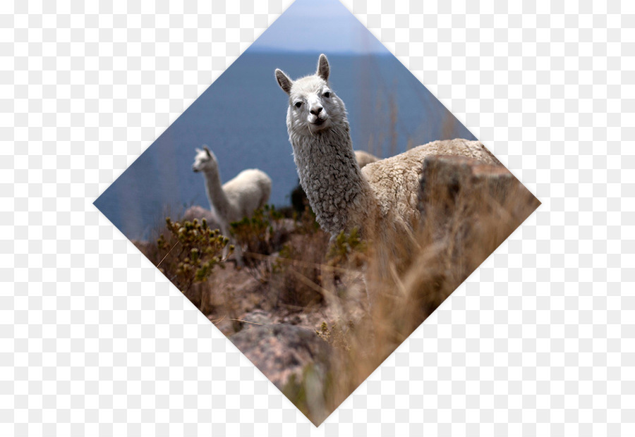 Llama，Visa De Tránsito PNG