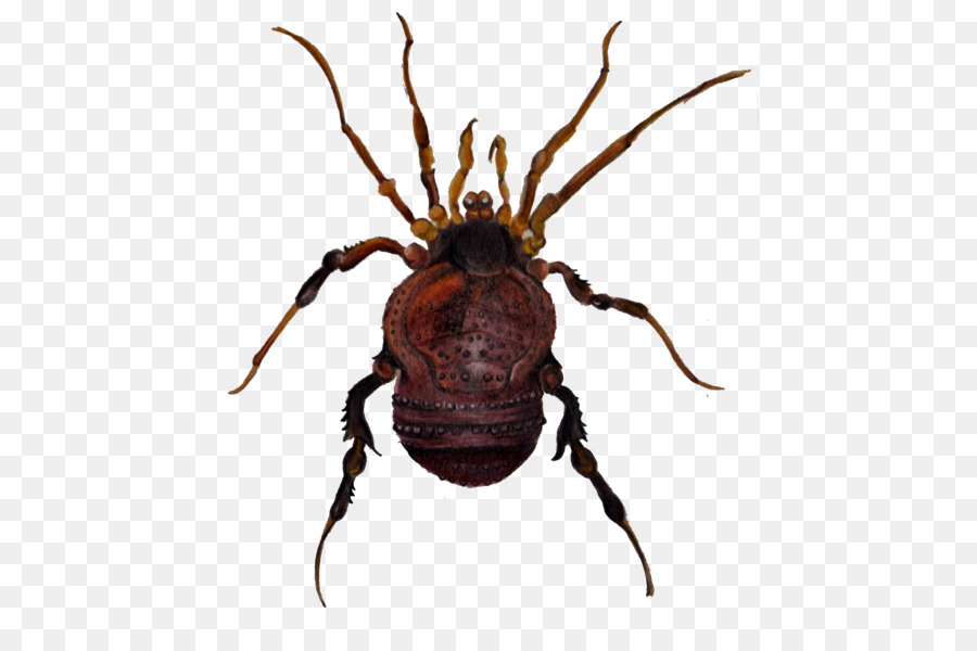 Insecto，Bicho PNG