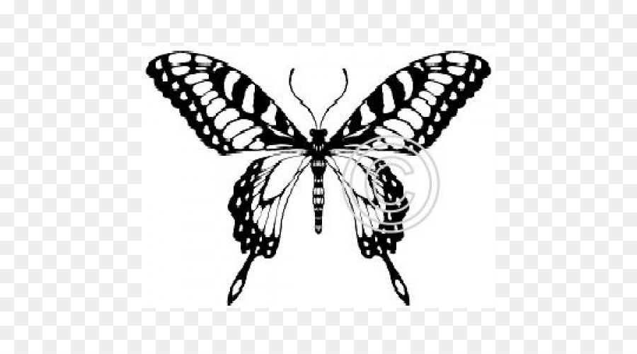 La Mariposa Monarca，Mariposa PNG