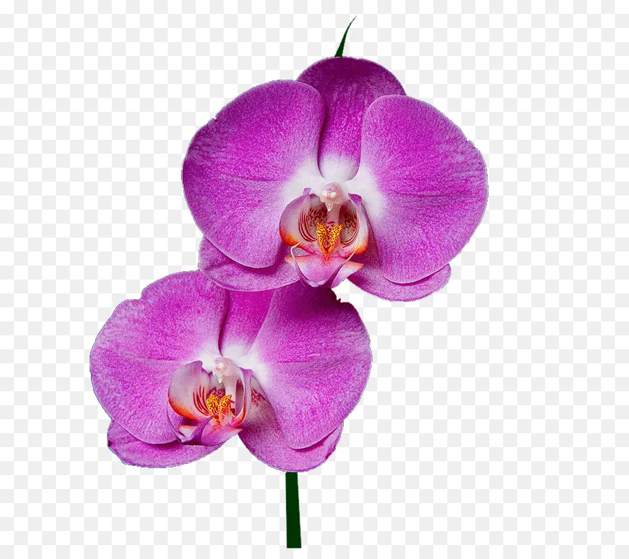 Orquídeas Moradas，Florecer PNG