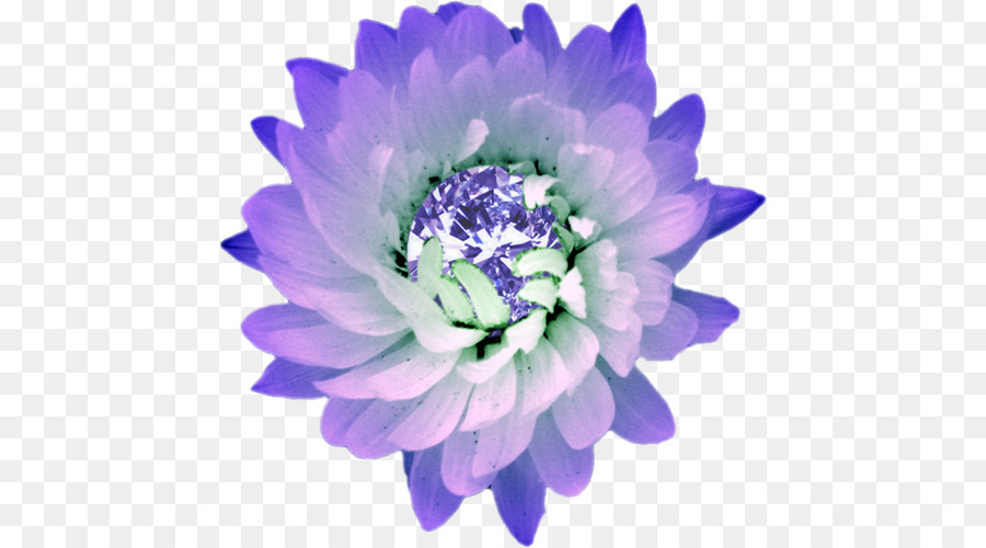 Flor Morada，Florecer PNG