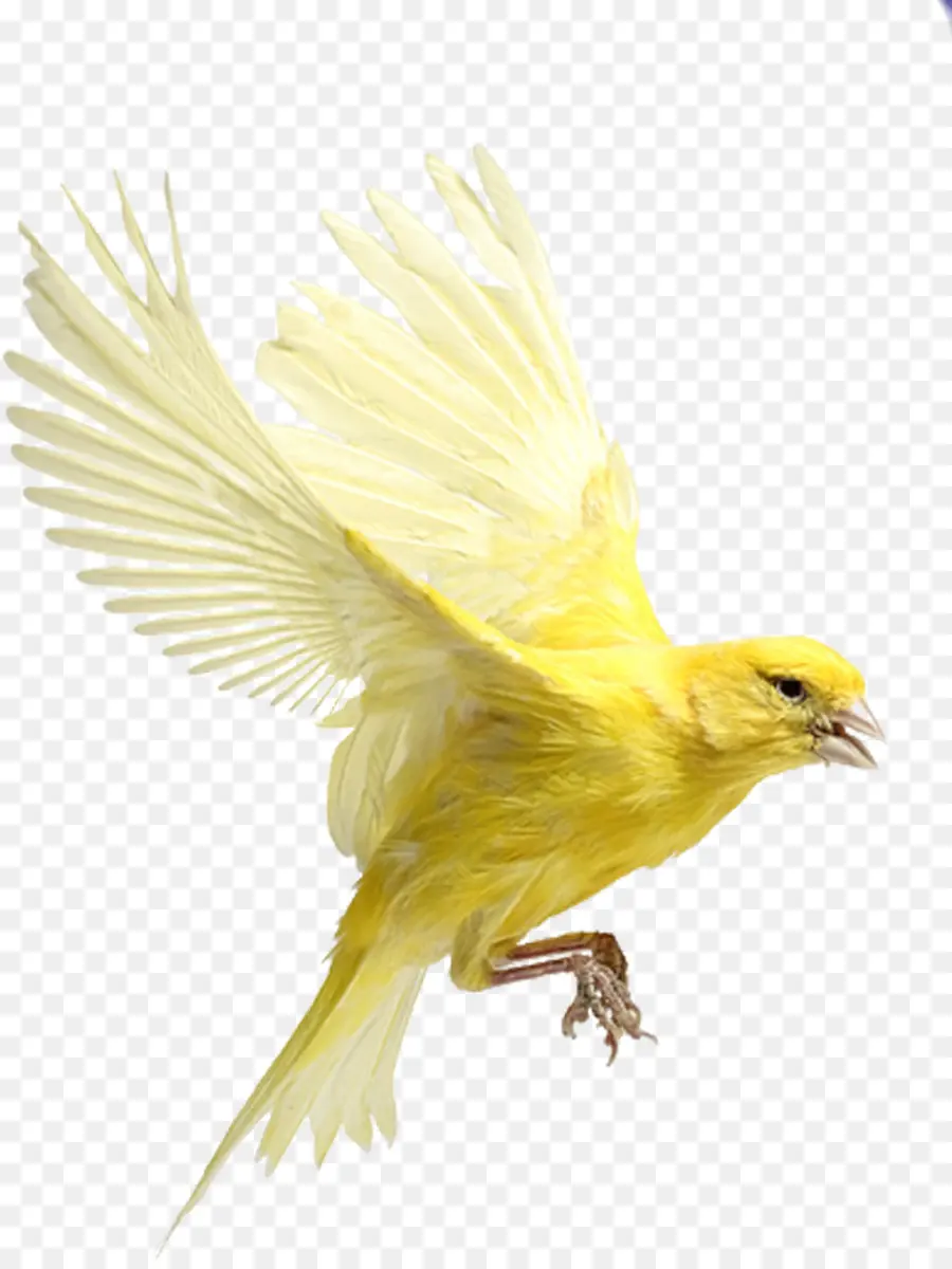 Pájaro Amarillo，Vuelo PNG