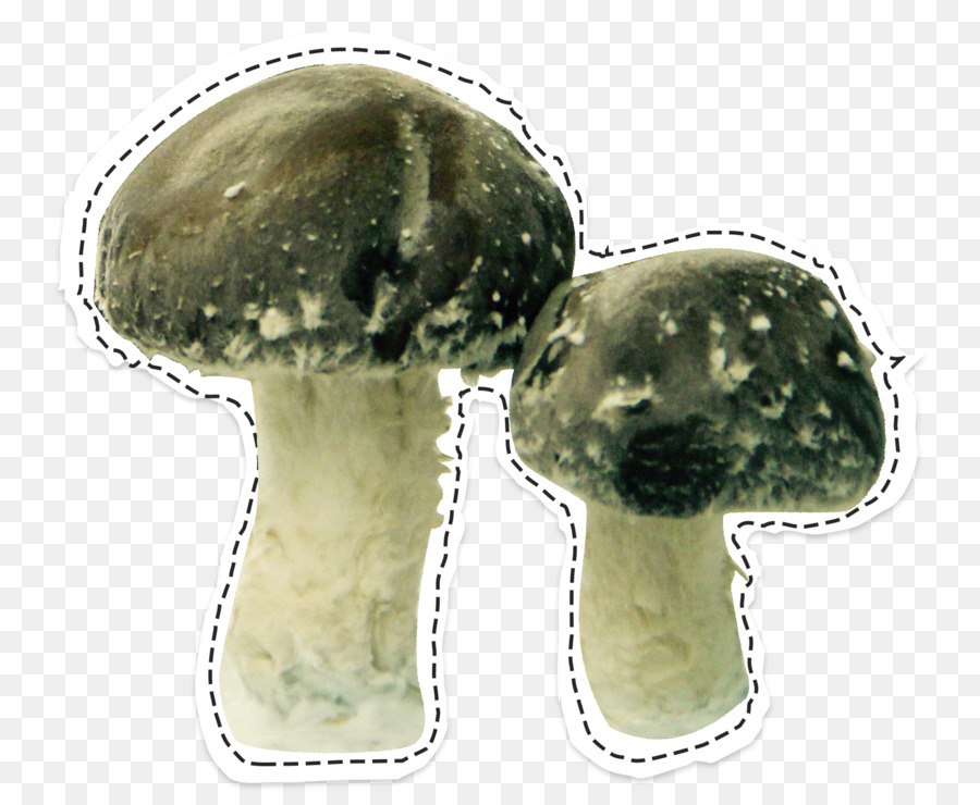 Shiitake，Seta PNG