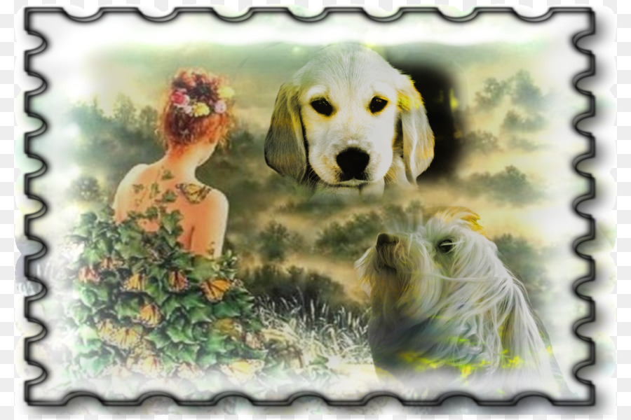 Golden Retriever，Labrador Retriever PNG