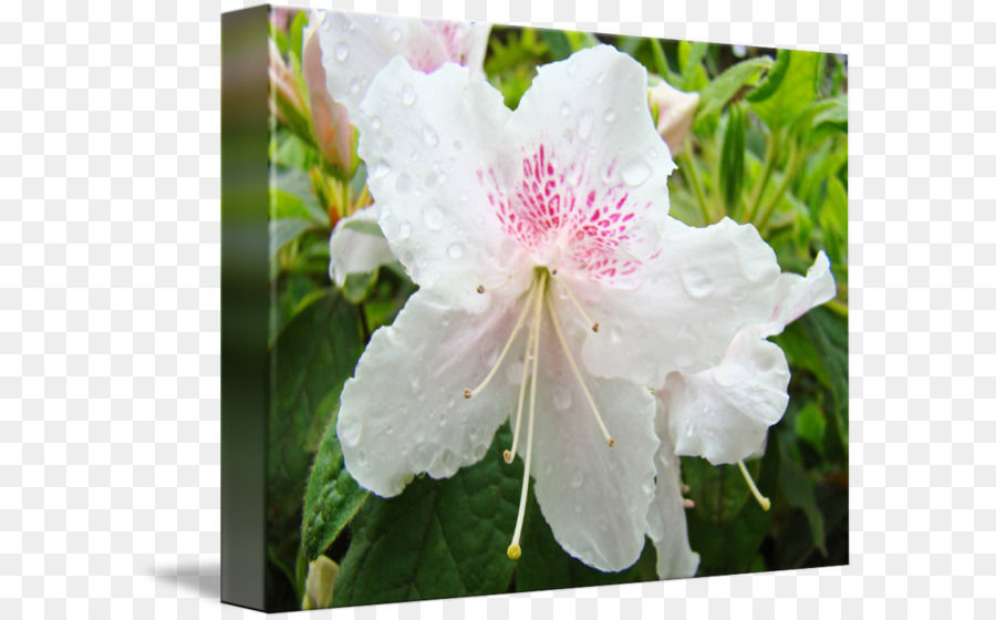 Azalea，El Rododendro PNG