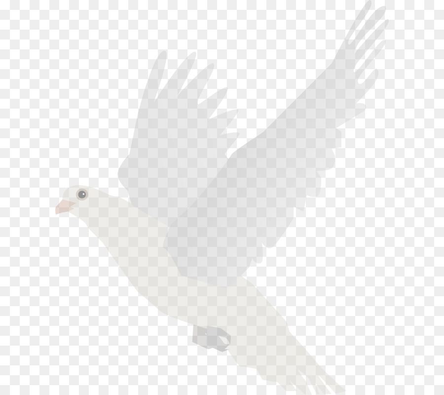 Camiseta，Columbidae PNG