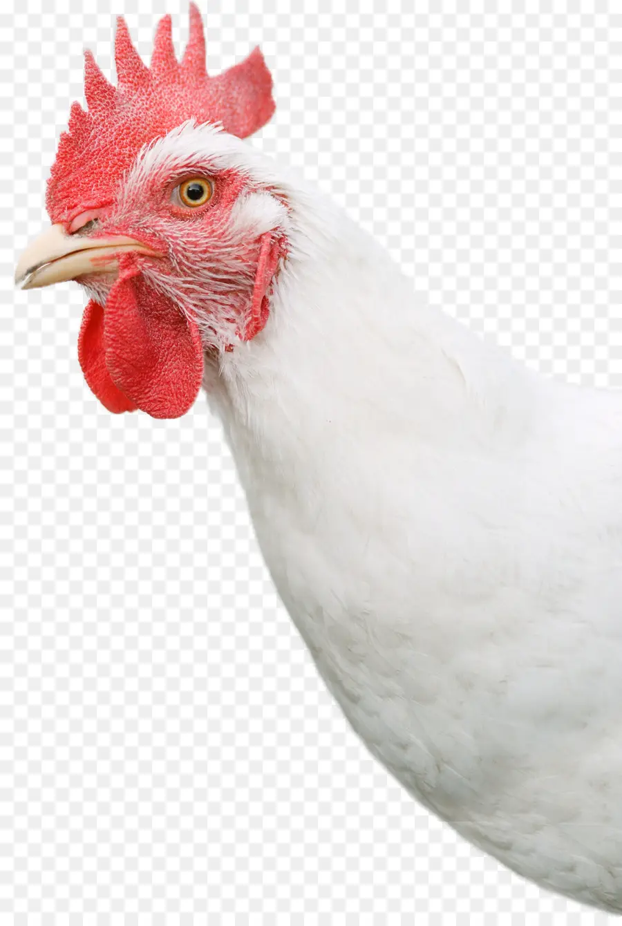 Pollo Blanco，Aves De Corral PNG