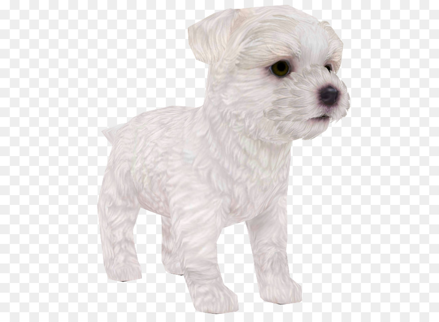 Perro Maltés，Schnoodle PNG