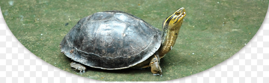 Tortuga，Común De Ajuste De La Tortuga PNG