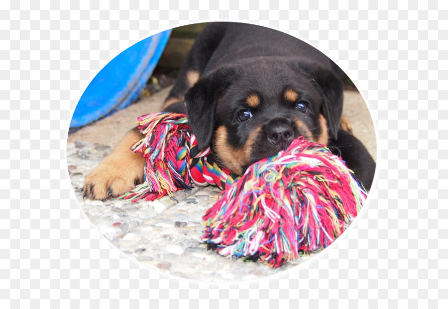 Raza De Perro，Rottweiler PNG