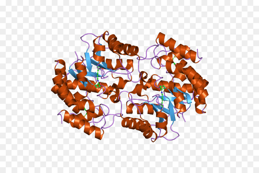 Estructura De La Proteína，Molécula PNG