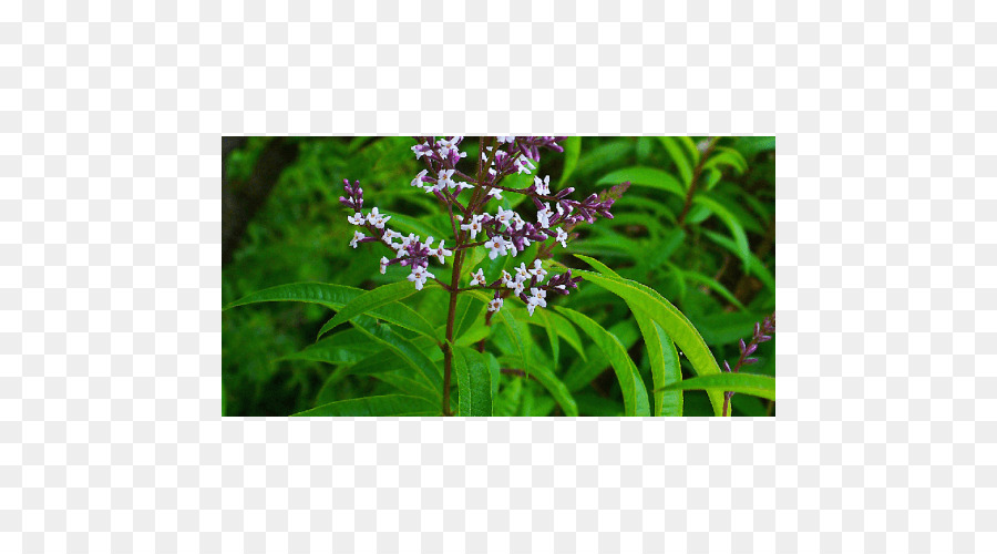 Aloysia Citrodora，Planta PNG