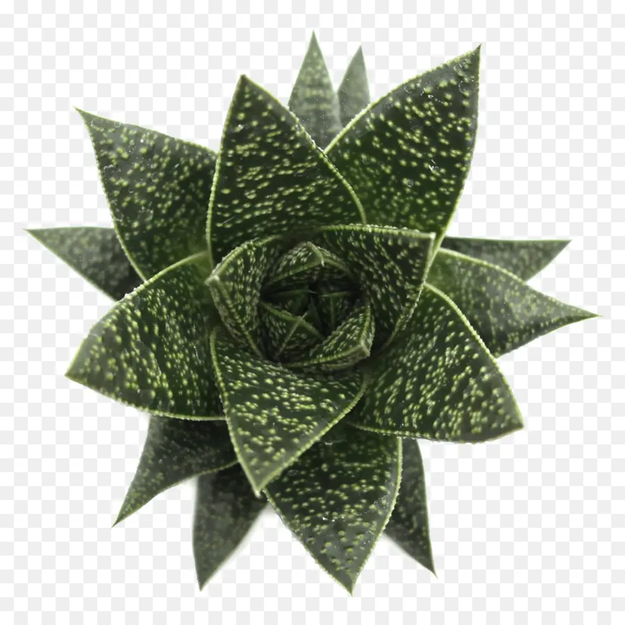 Suelo，Haworthia PNG