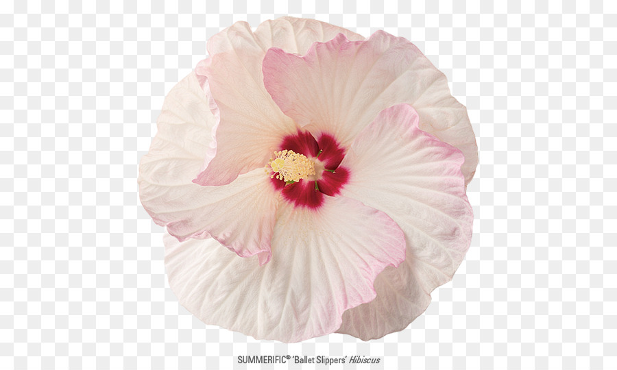 Rosemallows，Familia De Las Rosas PNG