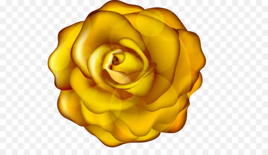 Rosa Amarilla，Floración PNG