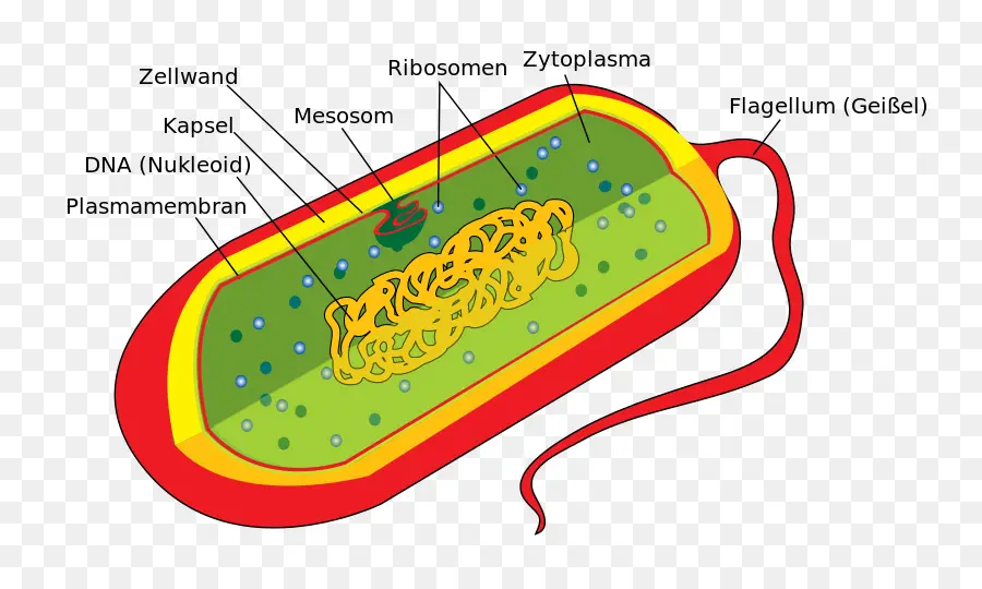 Estructura De Célula Bacteriana，Procariota PNG