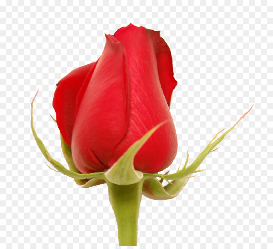 Rosa Roja，Florecer PNG