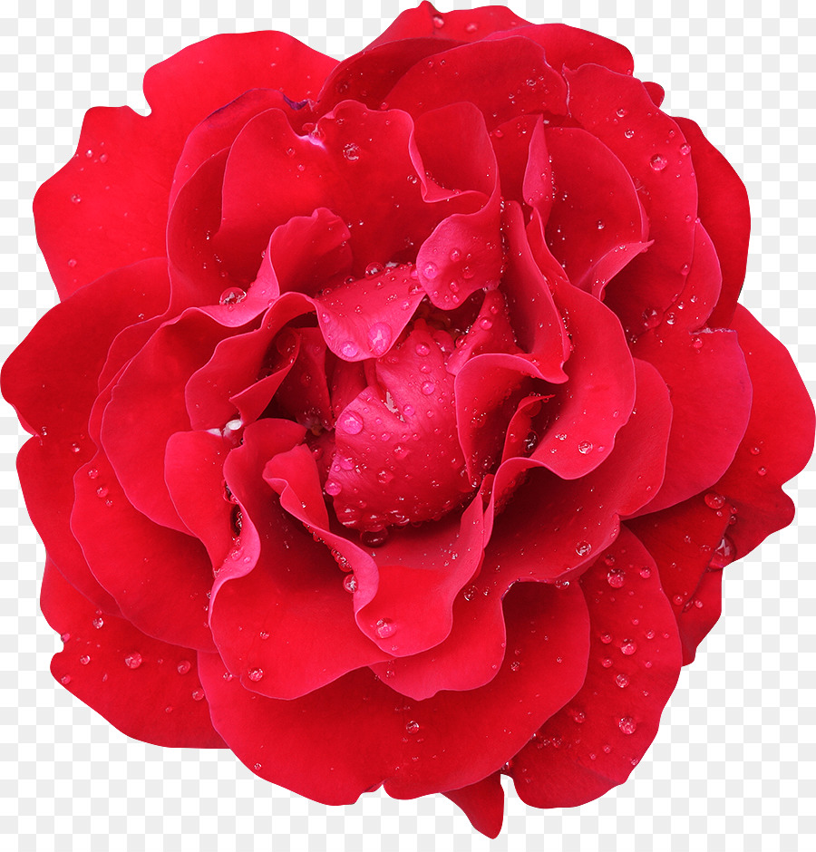 Rosa Rosa，Florecer PNG