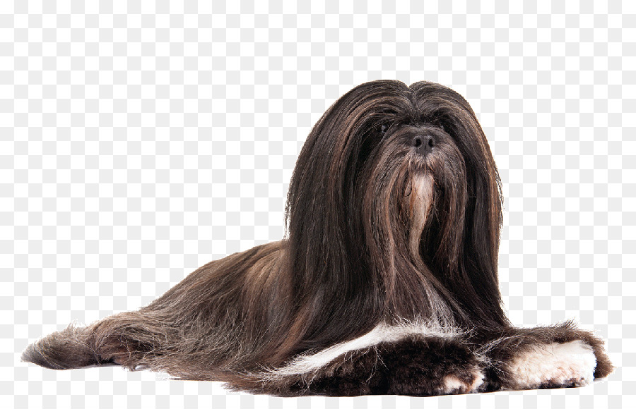 Lhasa，El Lhasa Apso PNG